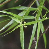 Flagellaria indica L.